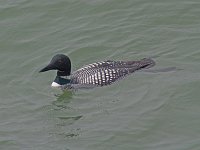 Common Loon - Northampton County, VA - 05/02/05