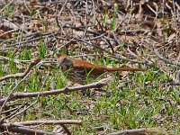 Brown Thrasher -Saratoga County, NY - 04/20/14