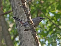 Gray Catbird - Saratoga County, NY - 06/27/05