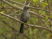 Gray Catbird - Saratoga County, NY - 05/09/15