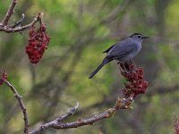Gray Catbird - Saratoga County, NY - 05/16/20