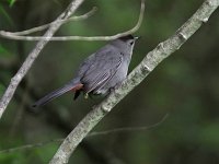 Gray Catbird - Saratoga County, NY - 06/09/20