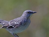 Northern Mockingird - Saratoga County, NY - 09/14/14