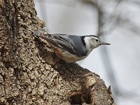 White-Breasted Nuthatch - Saratoga County, NY - 04/10/16