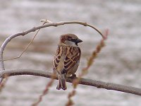 House Sparrow - male - Albany County, NY - 10/16/03