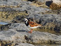 Ruddy Turnstone - Monroe County, FL - 04/30/14