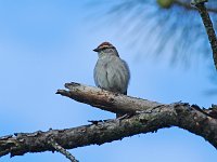 Chipping Sparrow - Albany County, NY - 06/26/14