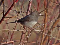Dark-Eyed Junco - Saratoga County, NY - 11/09/12
