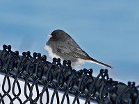 Dark-Eyed Junco - Albany County, NY - 02/16/15