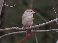 Field Sparrow - Saratoga County, NY - 04/29/20