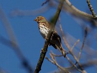 Fox Sparrow - Saratoga County, NY - 11/11/14