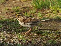 Savannah Sparrow - Saratoga County, NY - 05/07/15