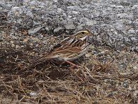 Savannah Sparrow - Saratoga County, NY - 04/07/19