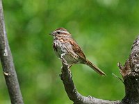 Song Sparrow - Saratoga County, NY -  06/01/14