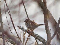 Song Sparrow - Saratoga County, NY -  04/03/14