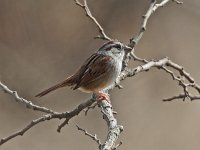 Swamp Sparrow - Saratoga County, NY - 04/10/16
