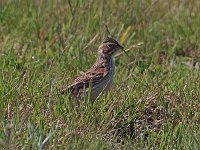 Vesper Sparrow - Saratoga County, NY - 05/21/20