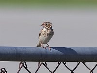 Vesper Sparrow - Saratoga County, NY - 05/21/20