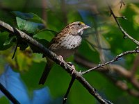 White-Throated Sparrow - Saratoga County, NY - 09/26/14