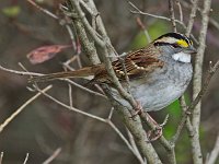 White-Throated Sparrow - Saratoga County, NY - 10/15/14