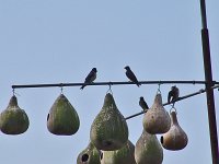 Purple Martin - Dillon County, SC - 05/04/05