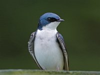 Tree Swallow - Saratoga County, NY - 05/18/20
