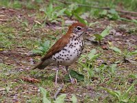 Wood Thrush - Saratoga County, NY - 05/19/20