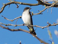 Eastern Kingbird - Saratoga County, NY - 05/11/16