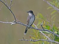 Eastern Kingbird - Dade County, FL - 04/16/08