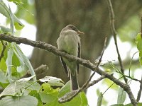 Eastern Wood-Pewee - Saratoga County, NY - 05/10/15
