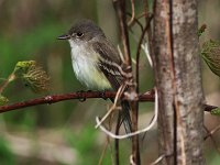 Willow Flycatcher - Saratoga County, NY - 05/18/20