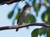 Black-Whiskered Vireo - Monroe County, FL - 04/28/18
