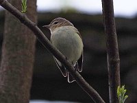 Warbling Vireo - Saratoga County, NY - 05/07/18