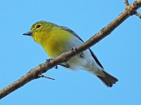 Yellow-Throated Vireo - Saratoga County, NY - 05/10/16