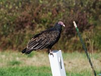 Turkey Vulture - Hartford County, CT - 10/21/17