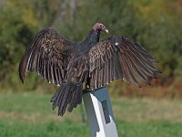 Turkey Vulture - Hartford County, CT - 10/21/17