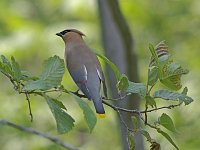Cedar Waxwing - Saratoga County, NY - 06/17/07