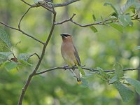 Cedar Waxwing- Saratoga County, NY - 06/17/07