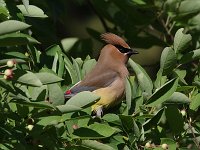 Cedar Waxwing - Saratoga County, NY - 06/11/20