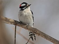 Downy Woodpecker - male -  Saratoga County, NY - 03/13/15