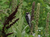 Downy Woodpecker - 1st yr. -  Schenectady County, NY - 07/29/20