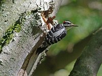 Hairy Woodpecker - male -  Saratoga County, NY - 10/05/14