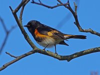 American Redstart - male -  Saratoga County, NY - 05/11/16