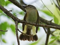 American Redstart - female -  Saratoga County, NY - 05/19/20