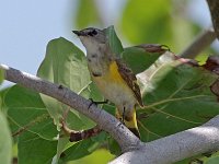 American Redstart - 1st yr. male -  Monroe County, FL - 05/06/19