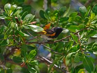 American Redstart - male -  Monroe County, FL - 04/26/13