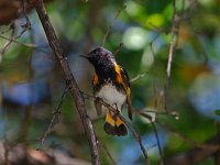 American Redstart - male -  Monroe County, FL - 04/26/13