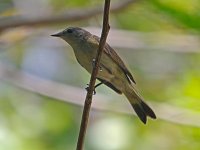 American Redstart - female -  Monroe County, FL - 05/03/14