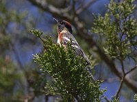 Bay-Breasted Warbler - male - Saratoga County, NY - 05/05/29