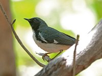 Black-Throated Blue Warbler - male - Monroe County, FL - 04/25/15